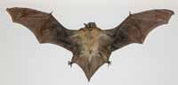 Bat