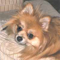 shahni