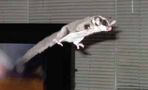 Sugar Glider Flying