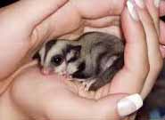 Glider in hand